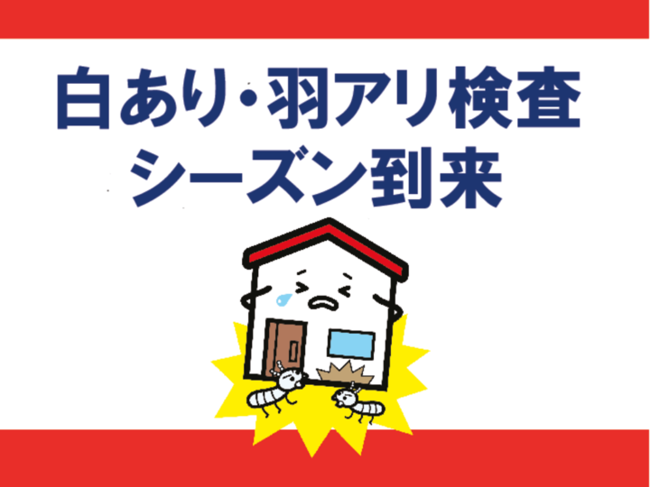 白ありのサムネイル